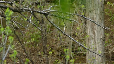 A-yellow-bird-flies-on-a-gray-branch