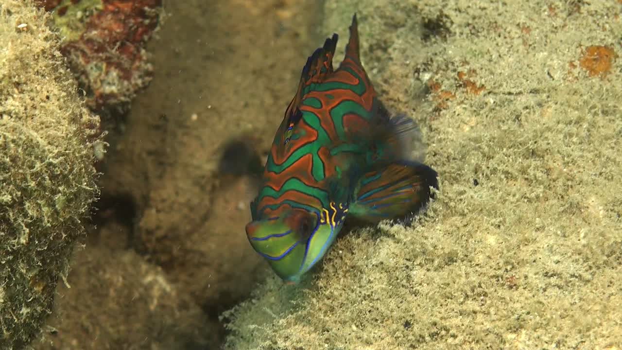 Mandarin fish swimming over sandy coral reef in Palau Island Micronesia