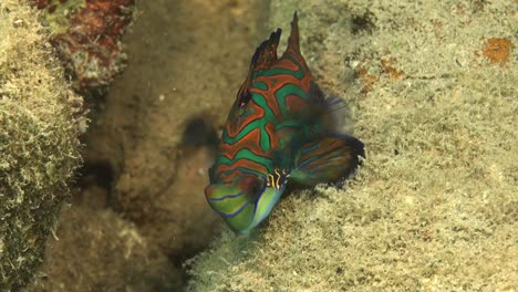 mandarin fish swimming over sandy coral reef in palau island micronesia