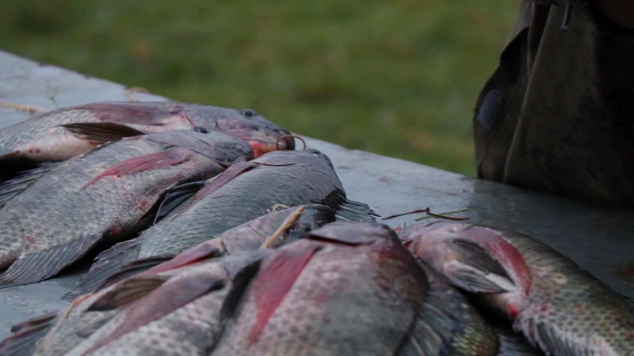 Close-up of Tilapia fish being tied together with a rope in Kalangala, Uganda (Lake Victoria). Several fish handled on table and carried away
