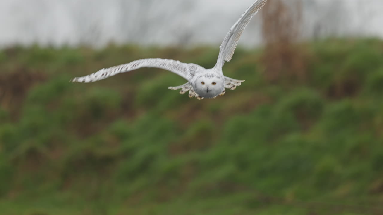 날아다니는 눈 무새