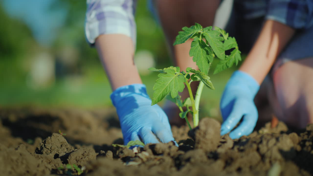 plantar plántulas de tomate en el suelo, las manos presionan suavemente el suelo alrededor del brote joven 4k vide