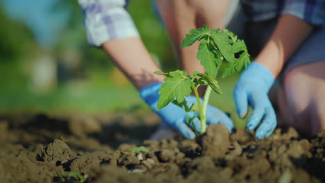 plantar plántulas de tomate en el suelo, las manos presionan suavemente el suelo alrededor del brote joven 4k vide