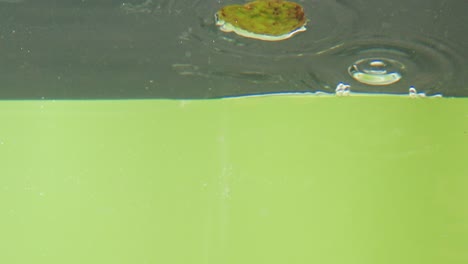 avocados splashing into water