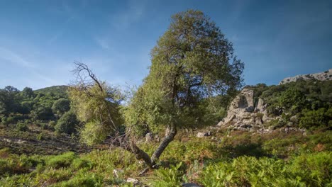 sardinia lone tree 4k 02