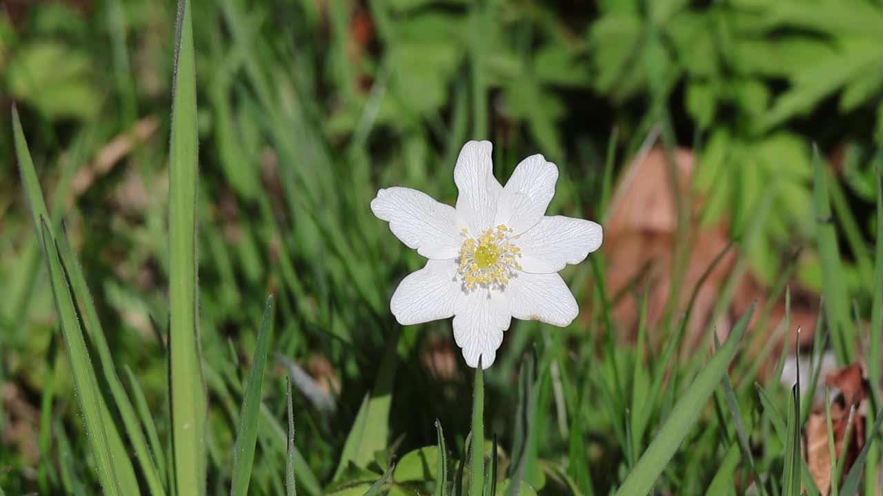 Wood anemone (Anemone nemorosa) in close-up – white spring flower on a natural meadow
