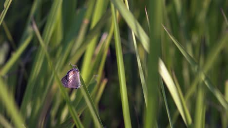 Plano-Medio-De-Una-Mariposa-En-La-Hierba-Al-Atardecer