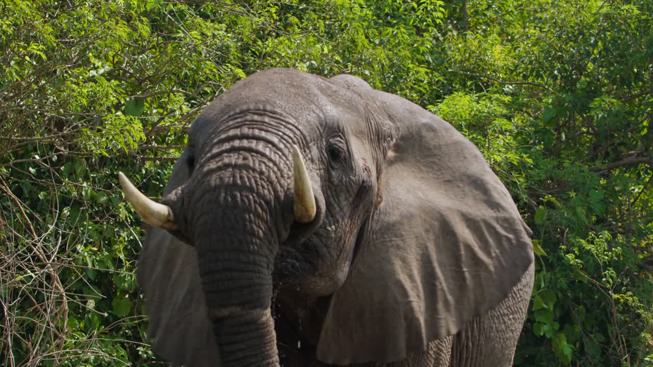 Captured in slow motion, an African bush elephant (Loxodonta africana) drinks from the Nile, raising its trunk as water flows down, filmed near dense foliage in Murchison Falls National Park.