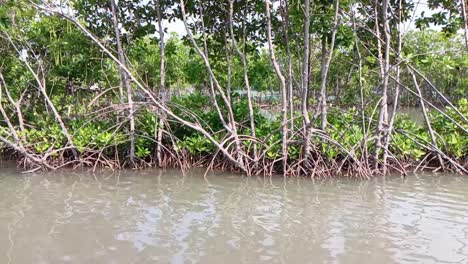bosque de manglares a orillas de la playa, semarang