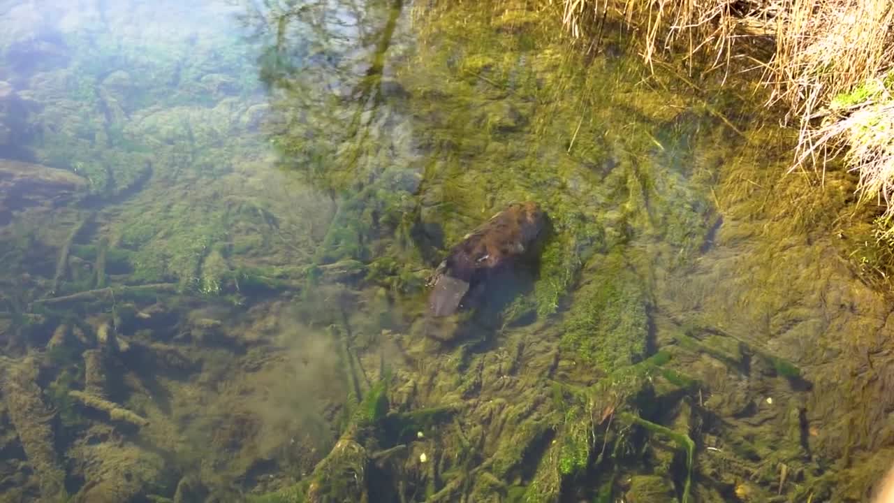 Castoro che nuota in un ruscello in un parco nazionale tedesco.