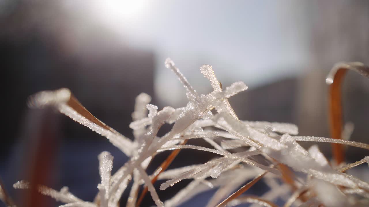 Close up of Frozen Grass