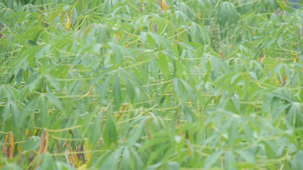 열대우림 정글 앞의 광대한 대나무와 나뭇잎