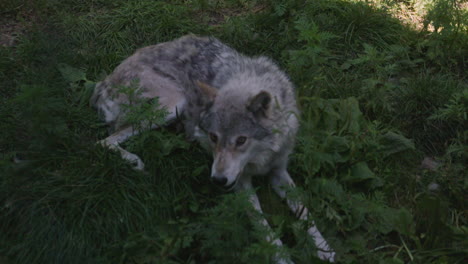 a grey wolf lounges on a shadowy hillside, with a black pup nearby