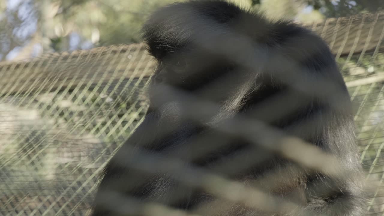 mono primate grande y relajado sentado detrás de una valla de malla de alambre