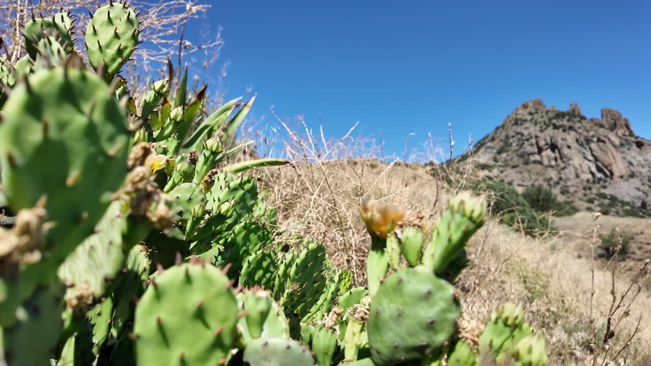 Cacti in a Desert Landscape with Mountains Under a Clear Blue Sky