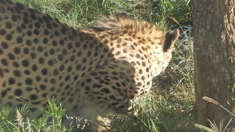 a cheetah sniffing a tree