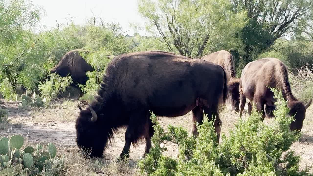 bisontes pastando con el rebaño