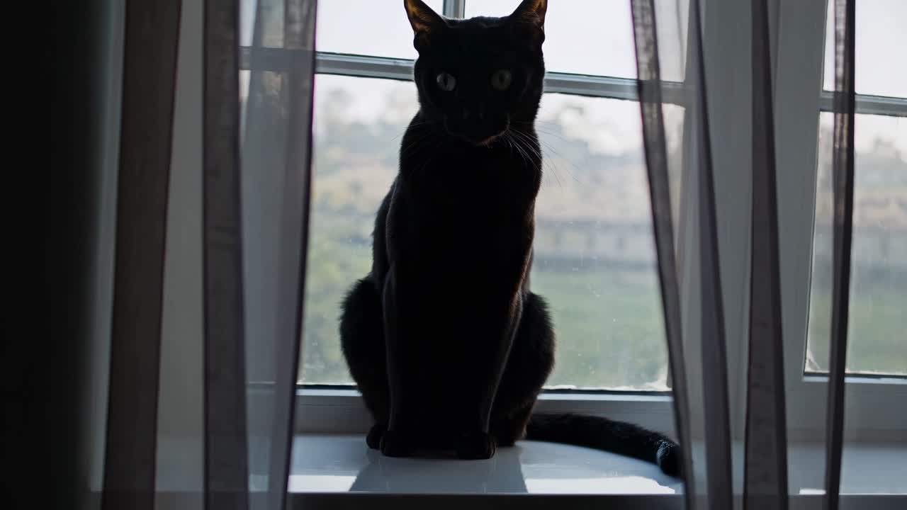 Silhouette of a black cat sitting on a windowsill, captured from a low angle