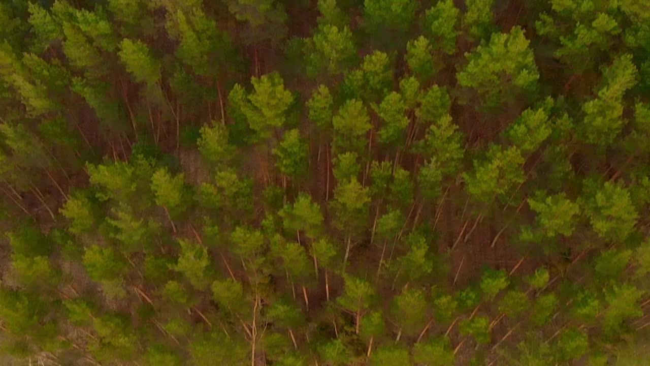 volando desde el mar sobre un bosque de árboles verdes de gran altura, finlandia