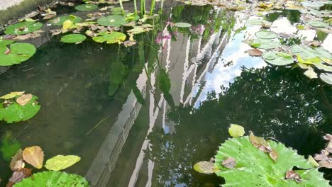 serene water surface with reflections and lily pads