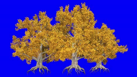 3d european beech tree cluster in autumn fall season, with wind effect on blue screen 3d animation