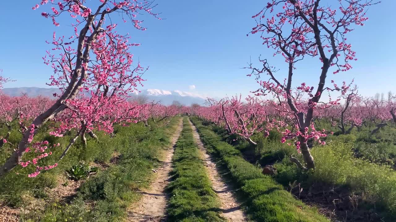 Snow mountains in background Peach Almond Apricot Blossom trees bloom in Spring season pink flower on tree blue sky in a sunny day in Iran Tehran Traditional local people agriculture road wild grass