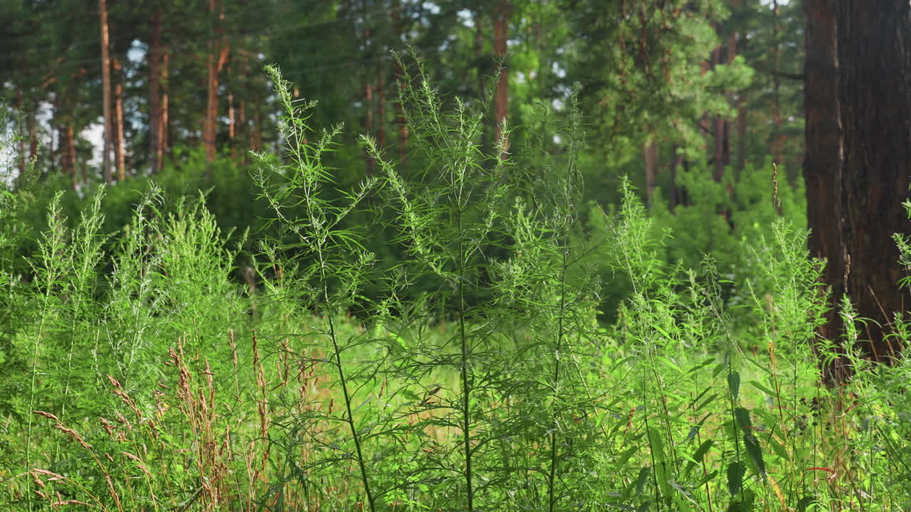 Lush green foliage swaying gently in forest breeze under warm sunlight, with tall grass and pine trees creating serene natural atmosphere, peaceful summer vegetation scene filled with freshness