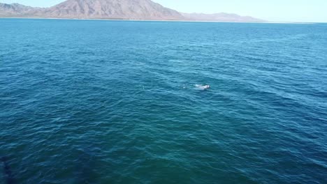 Whale-swimming-in-Caribbean-waters-of-Baja-California,-Mexico