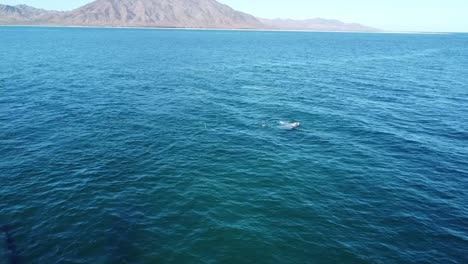 ballena nadando en las aguas del caribe de baja california, méxico