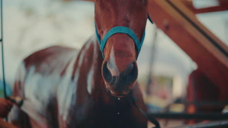 horse being bathed in grooming station, equine hygiene routine in training center