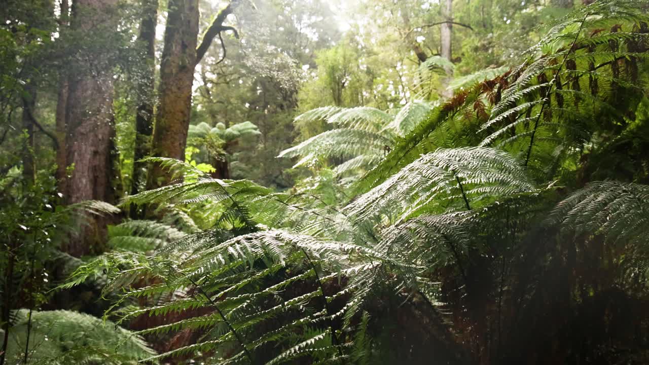 Lush green ferns in a dense rainforest
