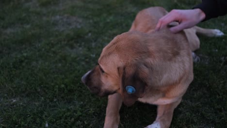 el golpe de mascota en la hierba