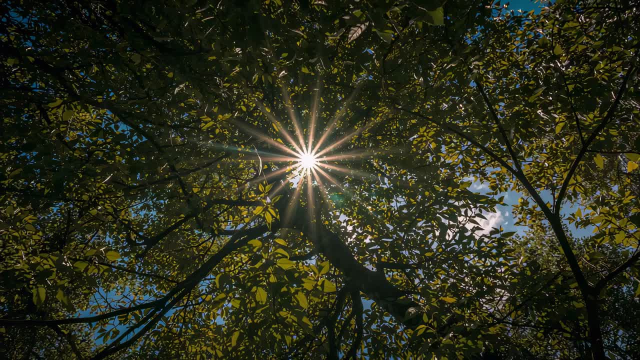 Shining sunburst shifting through tree canopy as leaf movement creating dappled light, lens flares
