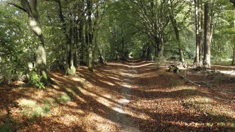 aerial - point of view shot hiking in south down way, england, wide shot forward