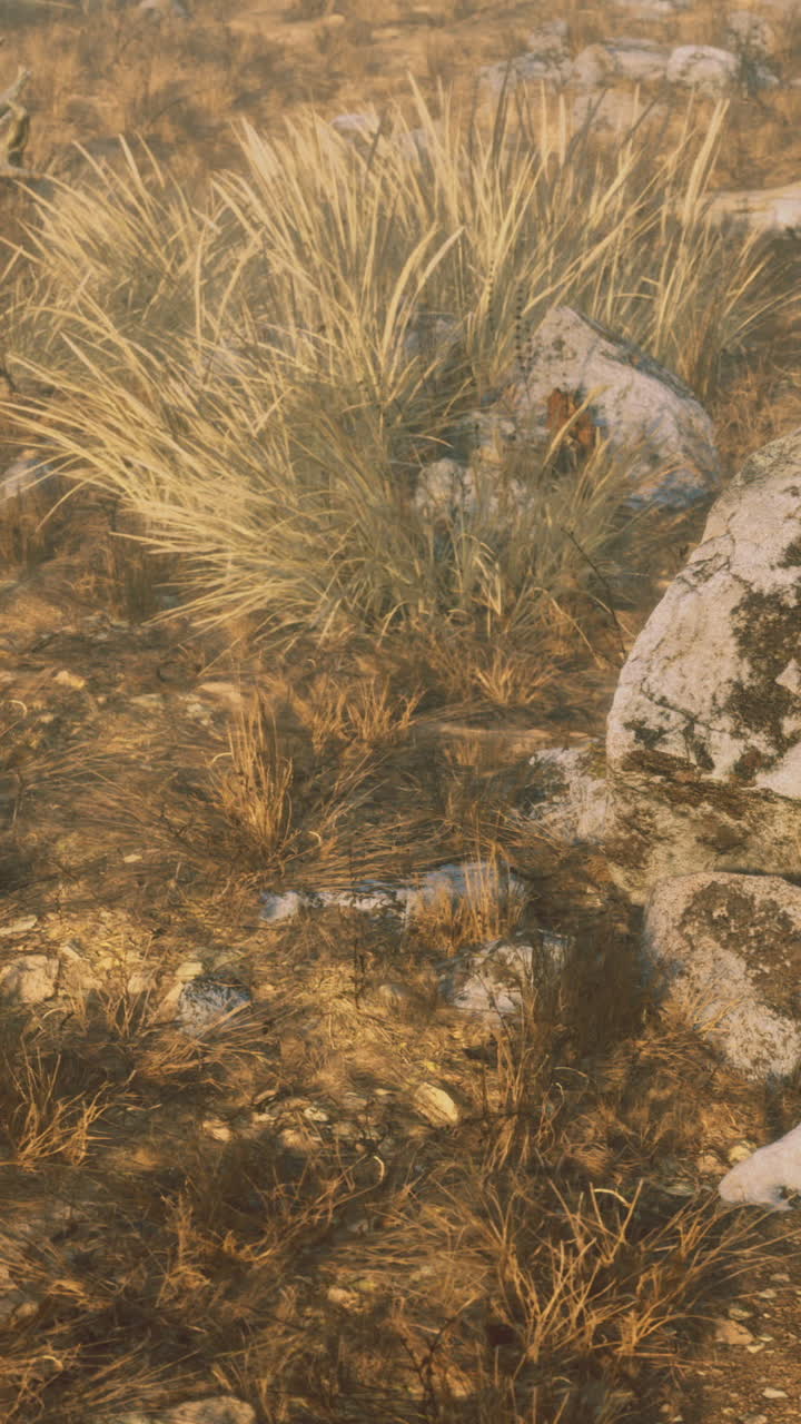 Arido paesaggio erboso e giallo disseminato di rocce e steli secchi