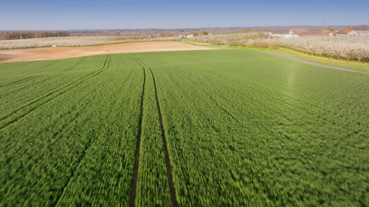 Wide aerial drone view above green cornfield in France