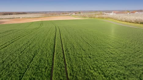 Amplia-Vista-Aérea-De-Drones-Sobre-El-Campo-De-Maíz-Verde-En-Francia