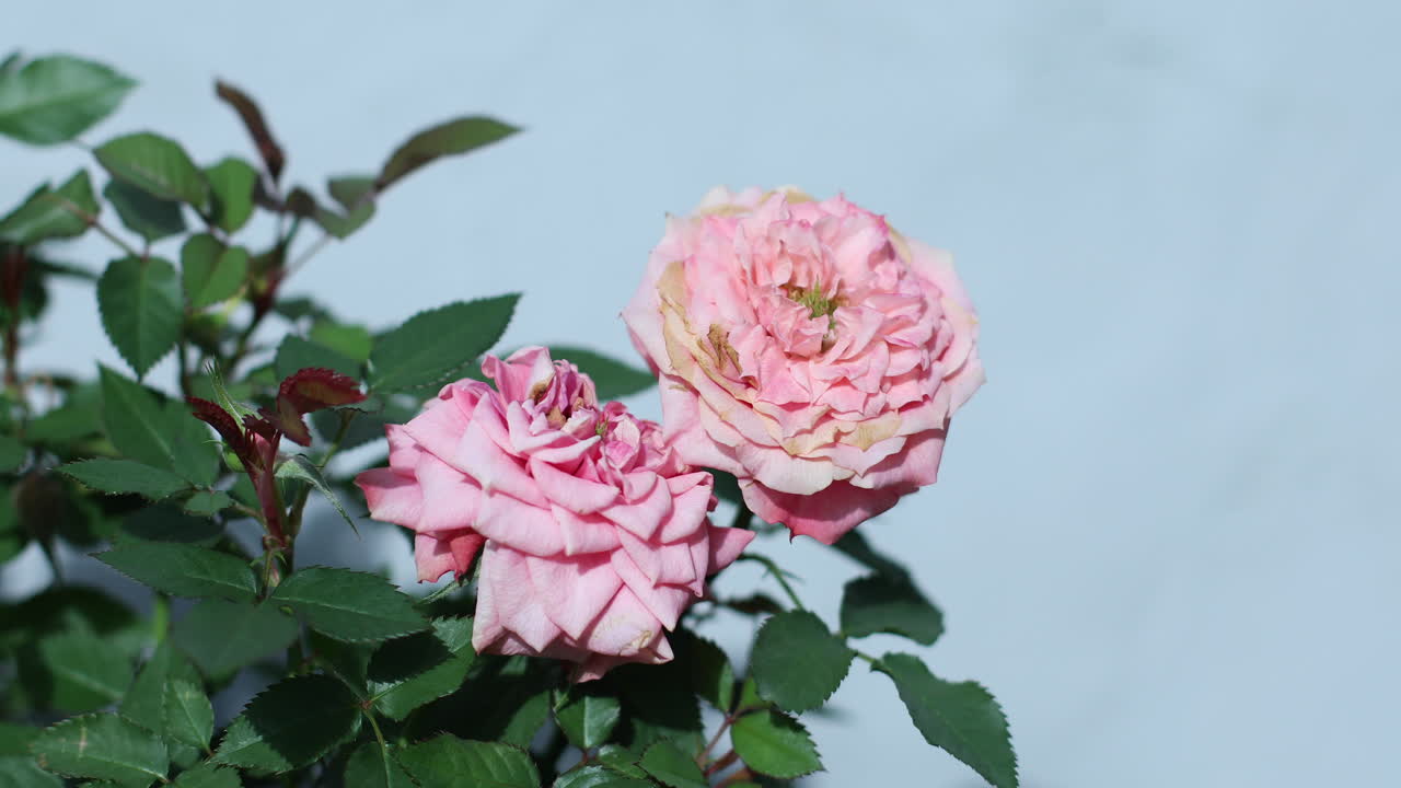 En närbild på två utslagna rosa rosor