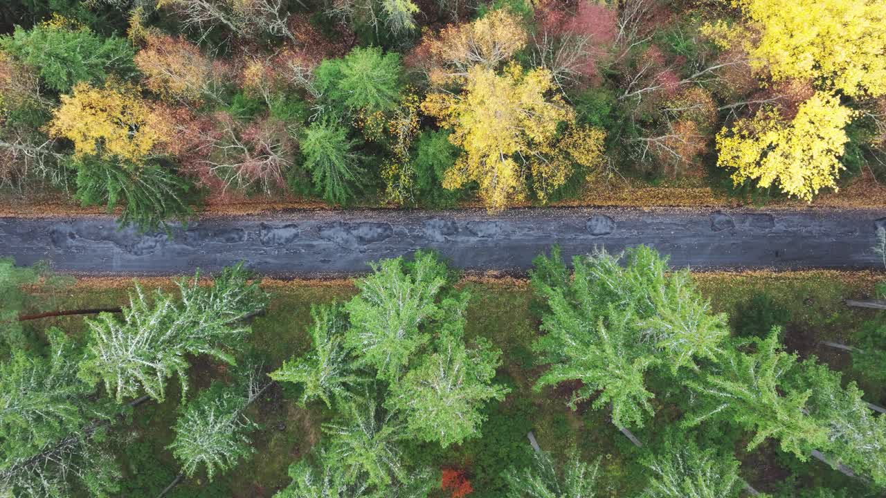 descenso aéreo sobre el follaje del bosque de hoja perenne de otoño y el camino de asfalto oscuro