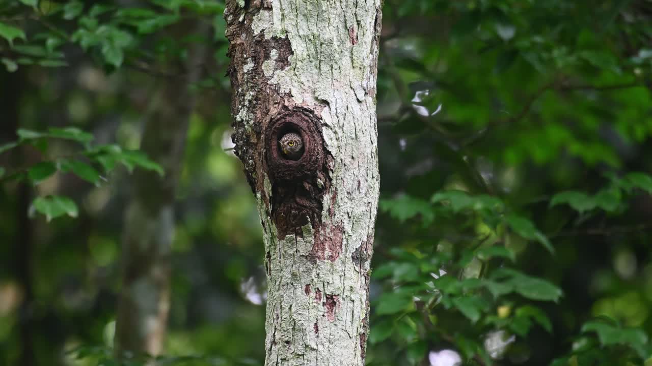 mochuelo de collar, taenioptynx brodiei, parque nacional kaeng krachan, tailandia