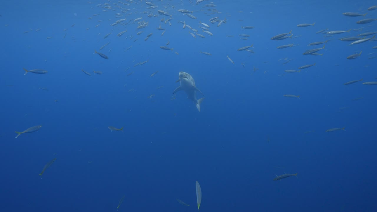 백상아리의 놀라운 슬로우 모션 샷, 멕시코 과달루페 섬의 맑은 물에서 참치 미끼를 잡으려고 노력하는 카차로돈 카차리아