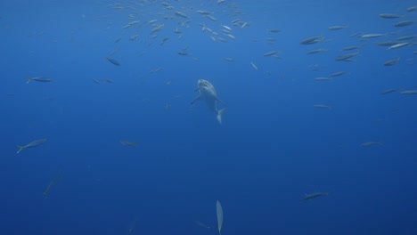 Increíble-Toma-En-Cámara-Lenta-De-Un-Gran-Tiburón-Blanco,-Carcharodon-Carcharias-Tratando-De-Atrapar-Un-Cebo-De-Atún-En-Aguas-Claras-De-La-Isla-Guadalupe,-México