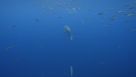 increíble toma en cámara lenta de un gran tiburón blanco, carcharodon carcharias, tratando de atrapar un cebo de atún en aguas cristalinas de la isla guadalupe, méxico.
