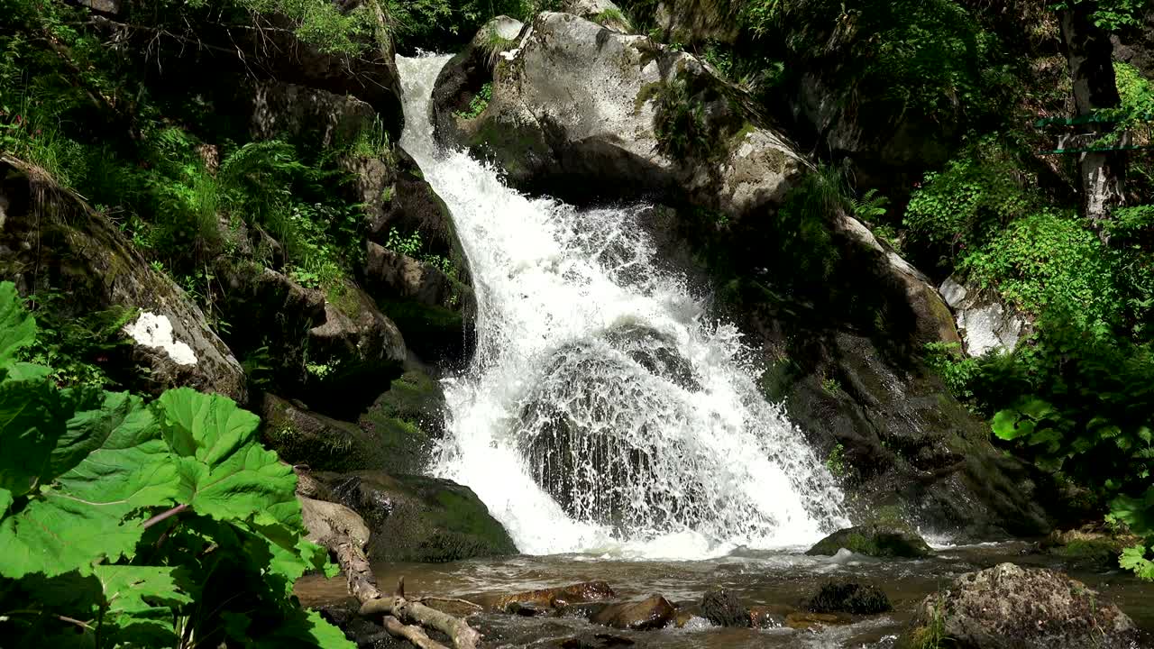 トロピカル・パラダイスの