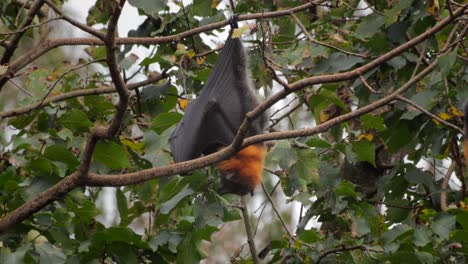 Fruit-Bat-Flying-Fox-Hanging-Upside-Down-from-Tree-Branch-Cleaning-Itself,-Windy-Day-time,-Close-Up,-Maffra,-Victoria,-Australia