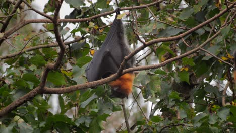 fruit bat flying fox hanging upside down from tree branch cleaning itself, windy day time, close up, maffra, victoria, australia