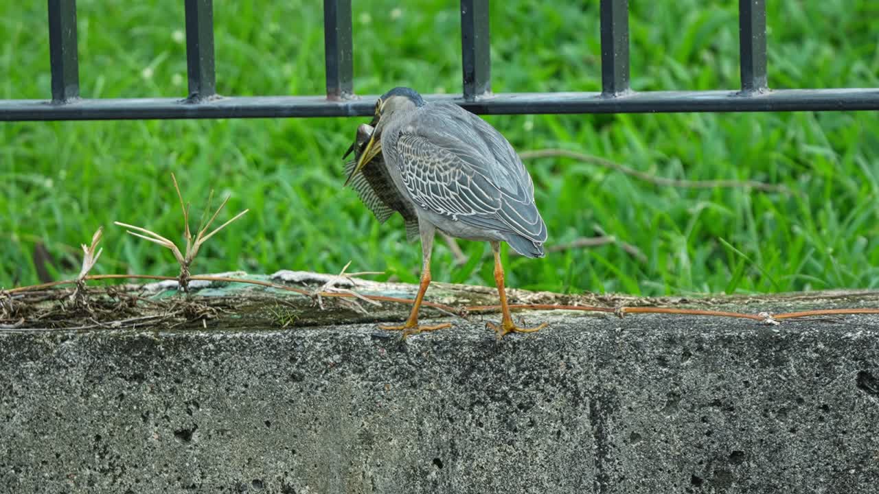 Back View of Striated Heron Bird, Standing On Concrete Wall And Holding Live Fish In Its Beak. close-up shot