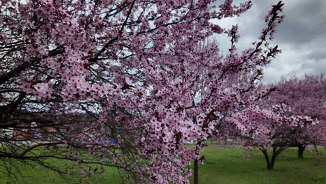 cherry blossoms in full bloom under cloudy sky
