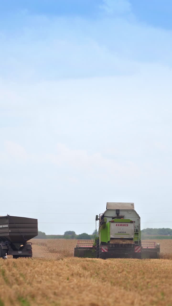 Large machines collect wheat. Large harvester harvests grain in the sun day