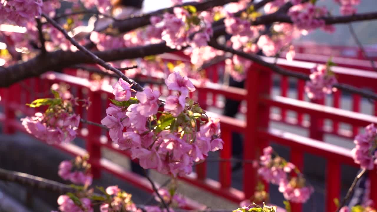 puente rojo típico en japón con muchas flores de cerezo sakura en primer plano